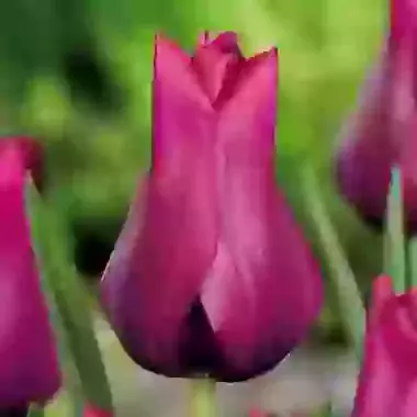 Merlot